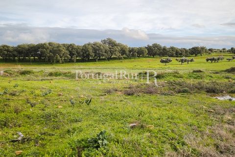 Helårsgrund i Elvas, Portalegre, Elvas - € 160.000 | Ref: JF718 - foto 10