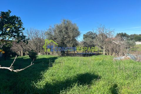 Helårsgrund i Castelo Branco, Castelo Branco, Castelo Branco - € 31.500 | Ref: 26015 - foto 1