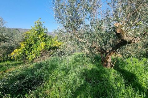 Ruinere i Castelo Branco, Castelo Branco, Castelo Branco - € 12.000 | Ref: H770 - foto 12