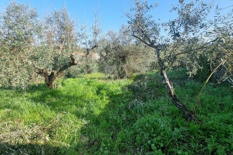 Ruinere i Castelo Branco, Castelo Branco, Castelo Branco - € 12.000 | Ref: H770 - foto 13
