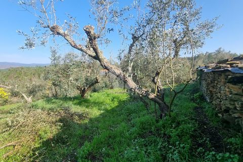 Ruinere i Castelo Branco, Castelo Branco, Castelo Branco - € 12.000 | Ref: H770 - foto 14