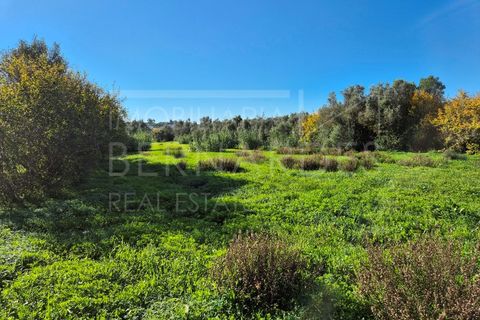 Helårsgrund i Moncarapacho, Faro, Moncarapacho - € 60.000 | Ref: A5127 - foto 5