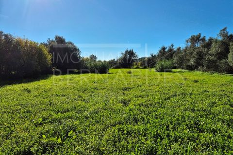 Helårsgrund i Moncarapacho, Faro, Moncarapacho - € 60.000 | Ref: A5127 - foto 8
