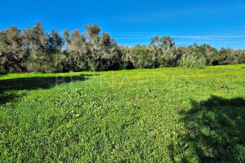 Helårsgrund i Moncarapacho, Faro, Moncarapacho - € 60.000 | Ref: A5127 - foto 12