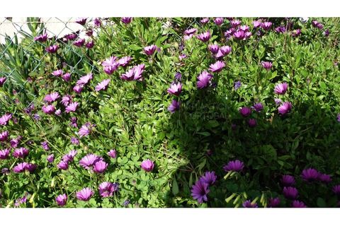 Farm i A dos Cunhados e Maceira, Lisbon, A dos Cunhados e Maceira - € 1.450.000 | Ref: MAS_1323 - foto 17