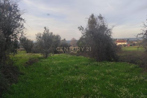 Helårsgrund i Viseu, Viseu, Viseu - € 65.000 | Ref: C0203-02592 - foto 2