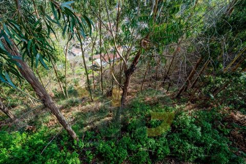 Terra a Camacha, Madeira, Camacha - € 27.500 | Ref: RHG26009 - foto 5