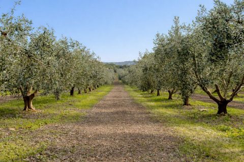 Farm i Olhao, Faro, Olhao - € 2.950.000 | Ref: 1LS02325 - foto 25