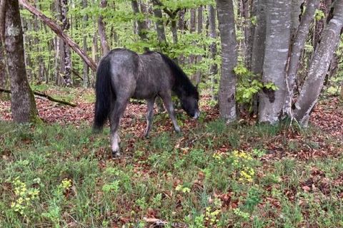 Landejendom i Ventenac, Ariege, Ventenac - € 1.160.000 | Ref: 26E9178636AB45A8 - foto 4