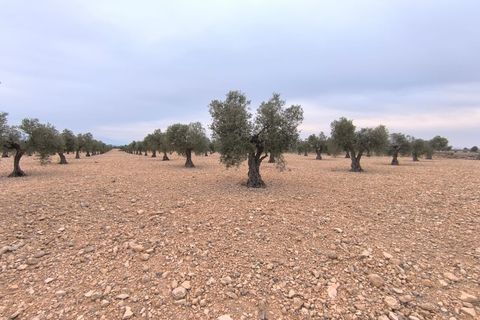 Helårsgrund i Yecla, Murcia, Yecla - € 52.500 | Ref: 40058-c26PB - foto 2