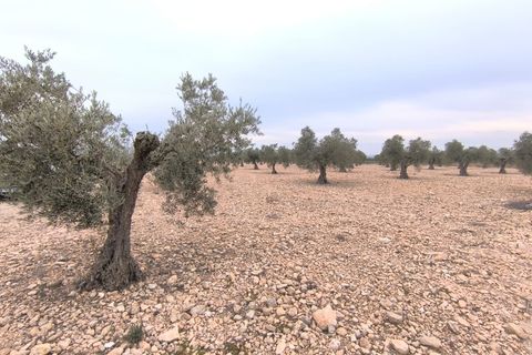 Helårsgrund i Yecla, Murcia, Yecla - € 52.500 | Ref: 40058-c26PB - foto 4