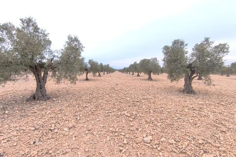 Helårsgrund i Yecla, Murcia, Yecla - € 52.500 | Ref: 40058-c26PB - foto 5