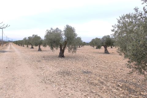 Helårsgrund i Yecla, Murcia, Yecla - € 52.500 | Ref: 40058-c26PB - foto 6