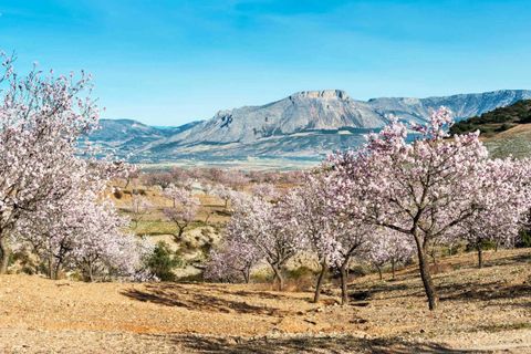 Terra a Velez-Rubio, Almeria, Velez-Rubio - € 25.900 | Ref: 0062v/10853 - foto 13