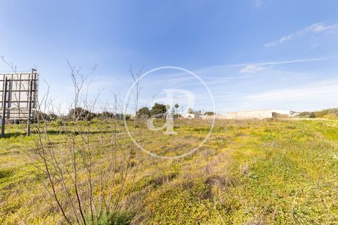 Terra a Campos, Mallorca, Campos - € 530.000 | Ref: VPM2603002 - foto 22