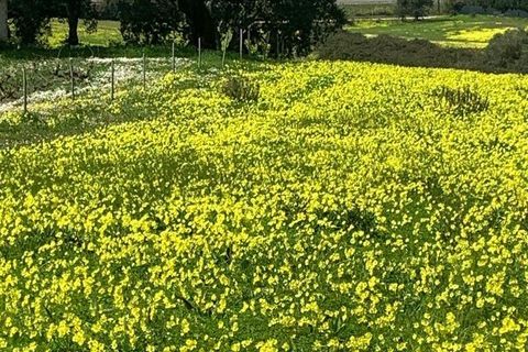 Terra a Palmela, Setubal, Palmela - € 105.000 | Ref: 814014 - foto 3
