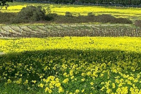 Terra a Palmela, Setubal, Palmela - € 105.000 | Ref: 814014 - foto 4