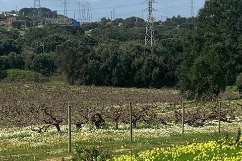 Terra a Palmela, Setubal, Palmela - € 105.000 | Ref: 814014 - foto 9