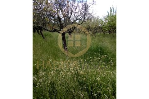 Farm i Mangualde, Viseu, Mangualde - € 150.000 | Ref: 2405 - foto 7