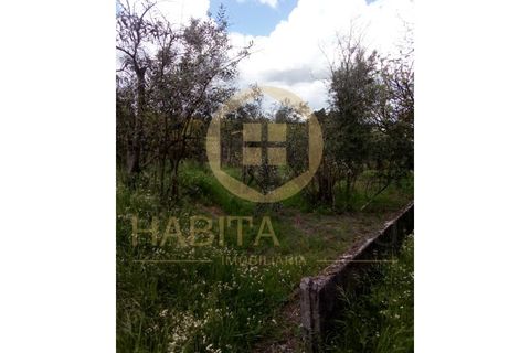 Farm i Mangualde, Viseu, Mangualde - € 150.000 | Ref: 2405 - foto 13