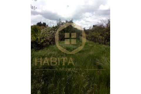 Farm i Mangualde, Viseu, Mangualde - € 150.000 | Ref: 2405 - foto 17