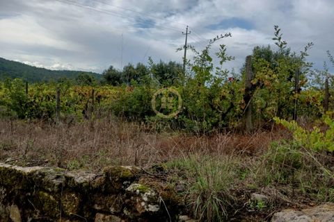 Terra a Penalva do Castelo, Viseu, Penalva do Castelo - € 80.000 | Ref: 3142 - foto 7