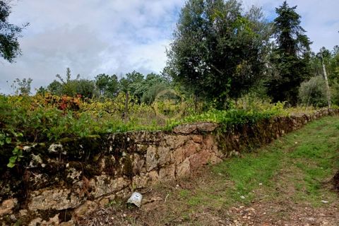 Terra a Penalva do Castelo, Viseu, Penalva do Castelo - € 80.000 | Ref: 3142 - foto 11
