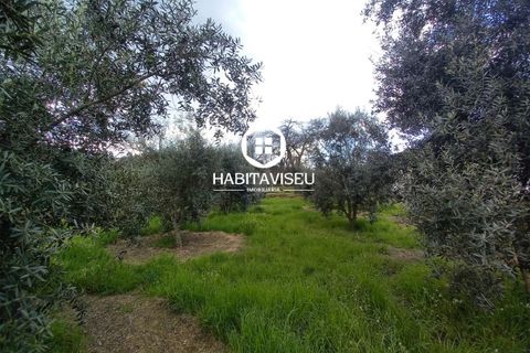 Helårsgrund i Viseu, Viseu, Viseu - € 49.500 | Ref: SÒL_2332 - foto 13
