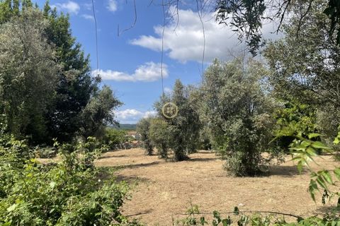 Helårsgrund i Viseu, Viseu, Viseu - € 58.000 | Ref: SÒL_2319 - foto 1