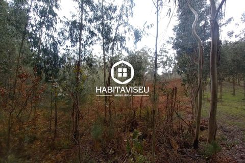 Terra a Satao, Viseu, Satao - € 47.500 | Ref: 3213 - foto 10