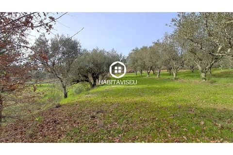 Terra a Fragosela, Viseu, Fragosela - € 115.000 | Ref: SÒL_2315 - foto 3