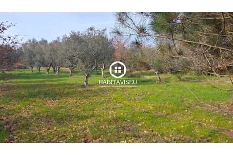 Terra a Fragosela, Viseu, Fragosela - € 115.000 | Ref: SÒL_2315 - foto 9