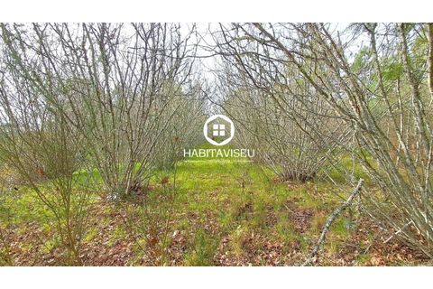 Terra a Fragosela, Viseu, Fragosela - € 115.000 | Ref: SÒL_2315 - foto 12