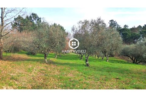 Terra a Fragosela, Viseu, Fragosela - € 115.000 | Ref: SÒL_2315 - foto 16