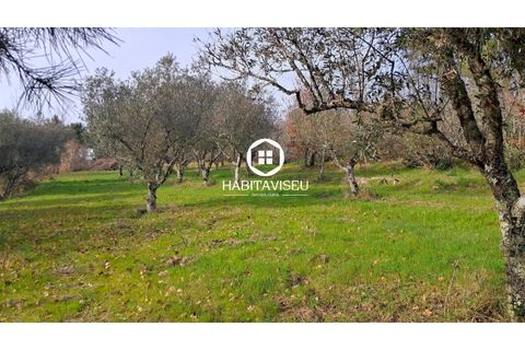 Terra a Fragosela, Viseu, Fragosela - € 115.000 | Ref: SÒL_2315 - foto 20