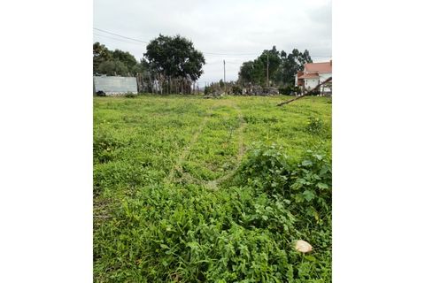 Terra a Gondemaria e Olival, Santarem, Gondemaria e Olival - € 51.000 | Ref: CV11001-380 - foto 4