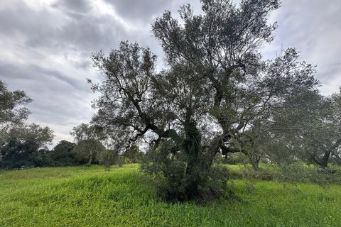 Villa i Ostuni, Brindisi, Ostuni - € 140.000 | Ref: 882 - foto 12