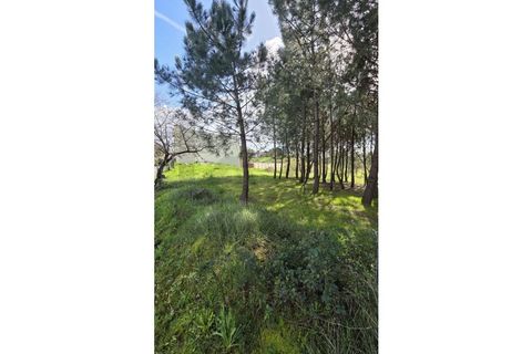 Helårsgrund i Oliveira do Bairro, Aveiro, Oliveira do Bairro - € 48.650 | Ref: KWPT-028700 - foto 3