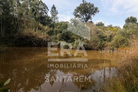 Terra a Chamusca, Santarem, Chamusca - € 120.000 | Ref: 12156 - foto 14