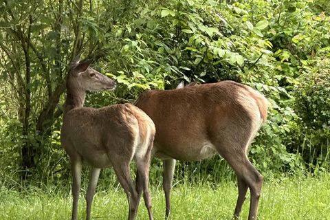 Villa i Chantilly, Oise, Chantilly - € 1.225.000 | Ref: C9642 - foto 15