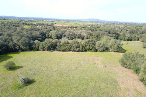 Terra a Felanitx, Mallorca, Felanitx - € 195.000 | Ref: V734 - foto 6