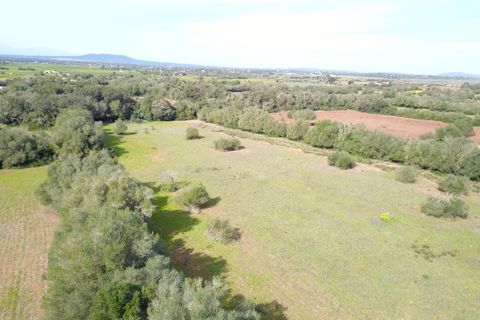 Terra a Felanitx, Mallorca, Felanitx - € 195.000 | Ref: V734 - foto 7