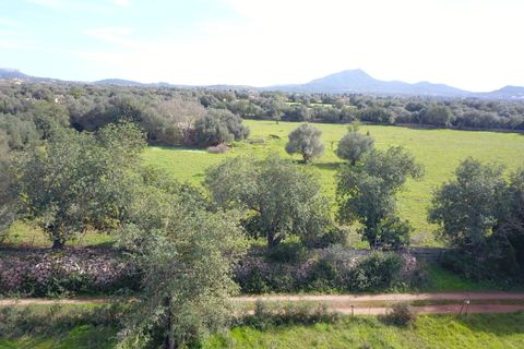 Terra a Felanitx, Mallorca, Felanitx - € 195.000 | Ref: V734 - foto 9