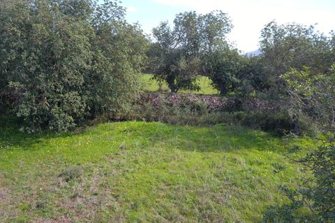 Terra a Felanitx, Mallorca, Felanitx - € 195.000 | Ref: V734 - foto 11