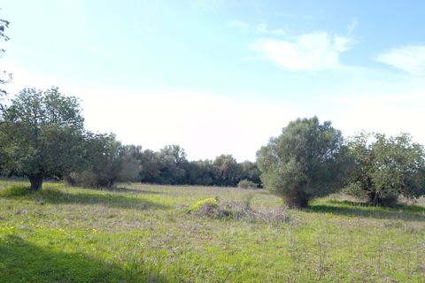 Terra a Felanitx, Mallorca, Felanitx - € 195.000 | Ref: V734 - foto 13