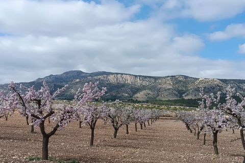 Helårsgrund i Jumilla, Murcia, Jumilla - € 23.000 | Ref: 41084-PB - foto 1