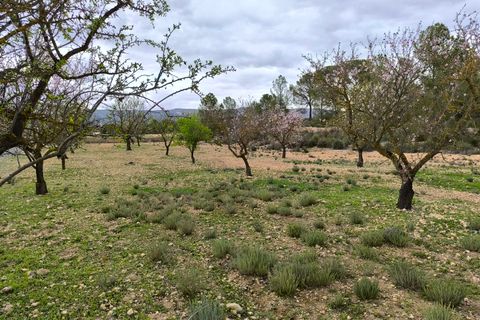 Terra a Monovar, Alicante, Monovar - € 30.995 | Ref: 64023c2409 - foto 2