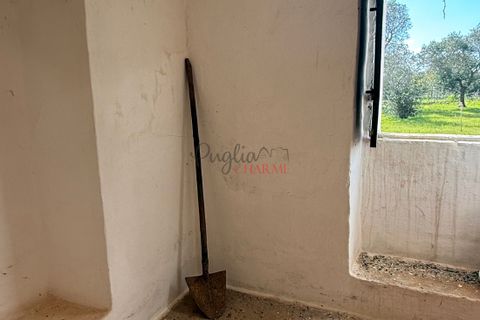 Helårsgrund i Ostuni, Brindisi, Ostuni - € 240.000 | Ref: 365 - foto 42