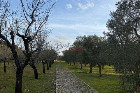 Helårsgrund i Ostuni, Brindisi, Ostuni - € 240.000 | Ref: 365 - foto 35