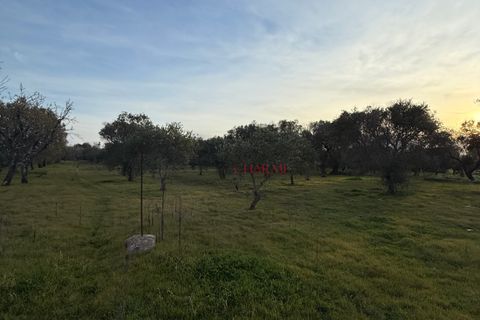 Helårsgrund i Ostuni, Brindisi, Ostuni - € 240.000 | Ref: 365 - foto 39